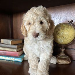 Goldendoodle Puppies from Golden Liberty Doodles