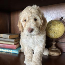 Goldendoodle Puppies from Golden Liberty Doodles