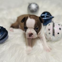 Boston Terrier Puppies from Castellanos Bostons
