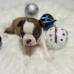 Boston Terrier Puppies from Castellanos Bostons
