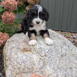 Chloe - Tri-color female Bernedoodle puppy in Beach City, Ohio from Blue Cloud Doodles