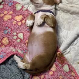 Dachshund Puppies from Witchy Woman’s Wiener’s