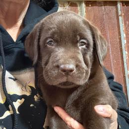 Bourbon- Boy 3 - Chocolate male Labrador Retriever puppy in Brandywine, Maryland from QVR Labradors and Leonbergers