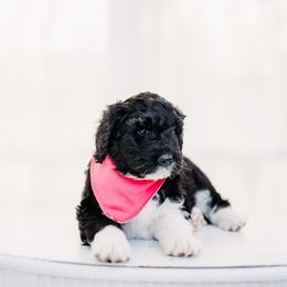 Taylor - Bernedoodle puppy in Grants Pass, Oregon from Royal Empire Bernedoodles