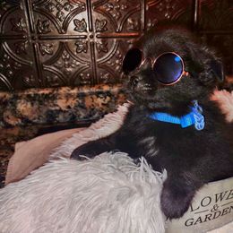 Pomeranian Puppies from Lovingood Farms