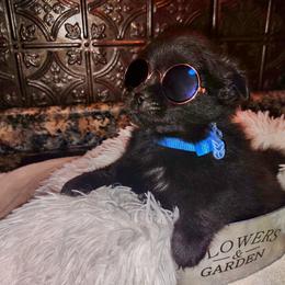 Pomeranian Puppies from Lovingood Farms