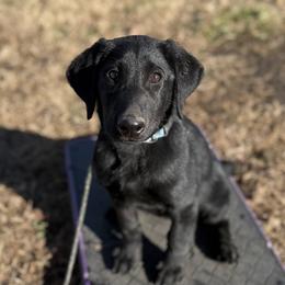 Labrador Retriever puppies from Wheatland Retrievers