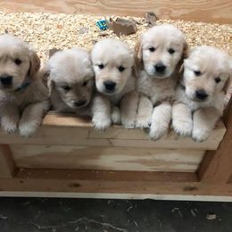 Golden Retriever Puppies from Stonewood Goldens