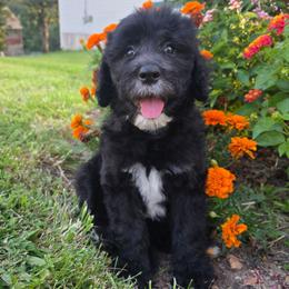 Pippa - Black and white female Sheepadoodle puppy in Owensville, Missouri from Oak Valley Kennels