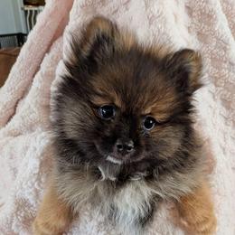 H - Orange sable male Pomeranian puppy in Cocoa, Florida from Pom Coast Pomeranians