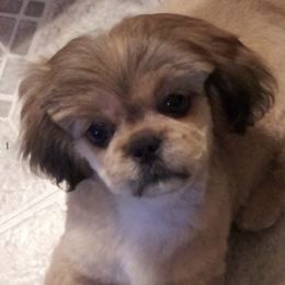 Shih Tzus from Goodson Puppies