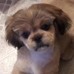 Shih Tzus from Goodson Puppies