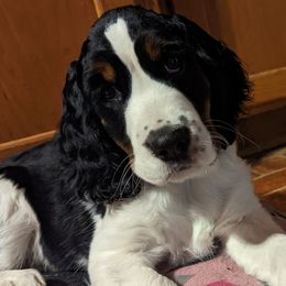 English Springer Spaniel Puppies from MN Whispering Pines Springers