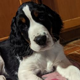 English Springer Spaniel Puppies from MN Whispering Pines Springers