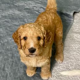 Abigail - Red  female Goldendoodle puppy in Pasadena, Texas from Toledo Creek Doodles