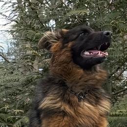 German Shepherd Puppies from Golden Ridge