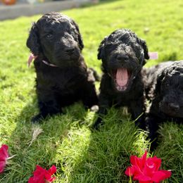 Goldendoodle Puppies from Mollie’s Doodles