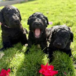 Goldendoodle Puppies from Mollie’s Doodles