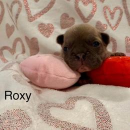Roxy - Blue fawn female French Bulldog puppy in San Antonio, Texas from Chary's Elite Frenchies