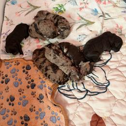 Willow - Cockapoo