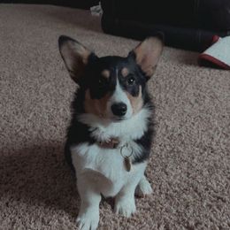 Ella McQuilkin - Pembroke Welsh Corgi
