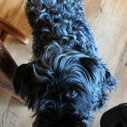 Not A Dachshund Purebred Miniature Schnauzer - Black female Dachshund puppy in Michigan from Amberly's Dachshunds