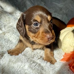 SNICKERS - Chocolate and tan male Dachshund puppy in Holtwood, Pennsylvania from Holly Hill Dachshunds