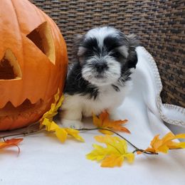 Great Dane and Shih Tzu Puppies from Empire Royalty and Majestic Dane