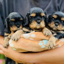 Cavalier King Charles Spaniel Puppies from Ruby’s puppies