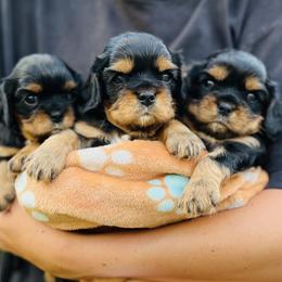 Cavalier King Charles Spaniel Puppies from Ruby’s puppies