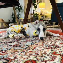 Whippet Puppies from Smithfield Park