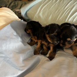 Morkie and Yorkshire Terrier Puppies from DEJAVU PUPS