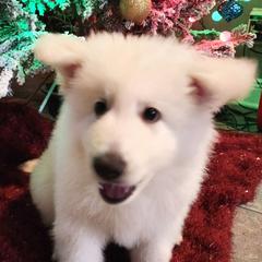 Boy 4 - White male Berger Blanc Suisse puppy in Plaucheville, Louisiana from La Nouvelle-Orléans Berger Blanc Suisse