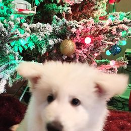Boy 4 - White male Berger Blanc Suisse puppy in Plaucheville, Louisiana from La Nouvelle-Orléans Berger Blanc Suisse