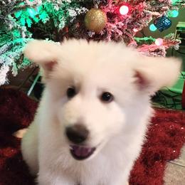Boy 4 - White male Berger Blanc Suisse puppy in Plaucheville, Louisiana from La Nouvelle-Orléans Berger Blanc Suisse