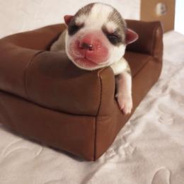 Splash - Gray and white Siberian Husky puppy in Dunnellon, Florida from Clover's Legacy Siberians
