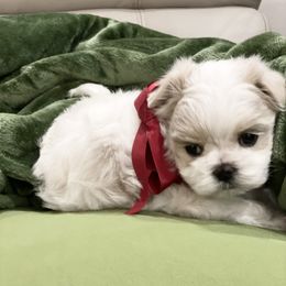 Maltese and Yorkshire Terrier Puppies from Precious Paws Maltese and Yorkies