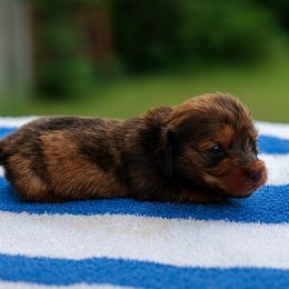 Asher - Dapple male Dachshund puppy in Corona, California from ChezBeale