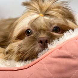 Imani - Brindle Shih Tzu puppy in Texas from Shihtzu Legacy