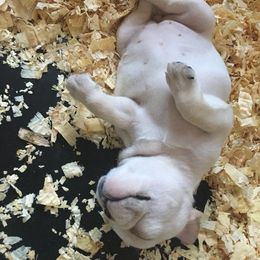 French Bulldog Puppies from Top Hat Ranch