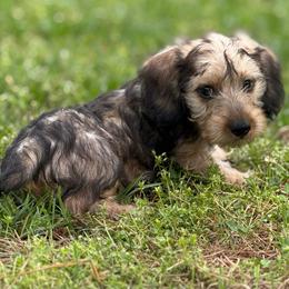 Wire coat red Girl - Red female Dachshund puppy in Nashville, Arkansas from Whisenhunt Farms