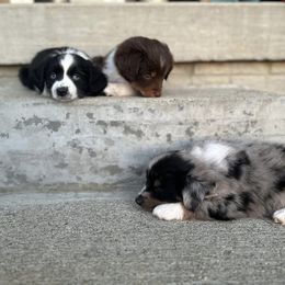 Toy Australian Shepherd Puppies from West View Toy Aussies