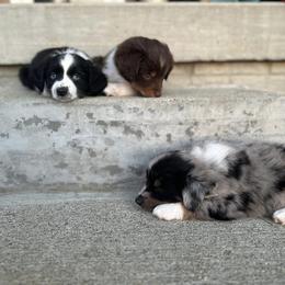Toy Australian Shepherd Puppies from West View Toy Aussies