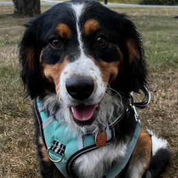Bernedoodles from Molly’s Minnies - Mini Bernedoodles