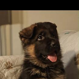 Yellow male - Black and red male German Shepherd puppy in Rockfield, Kentucky from Cheveyo German Shepherds