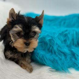 Kash - Black and tan male Yorkshire Terrier puppy in Benton, Illinois from Furry Tailz Yorkies