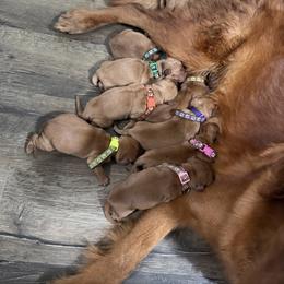 Pup 1 - Dark golden male Golden Retriever puppy in Pekin, Illinois from Solari Kennels