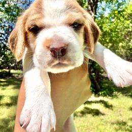 Pebbles - Tan and white female Beagle puppy in Judsonia, Arkansas from Mayberry Acres Beagles and Basset Hounds
