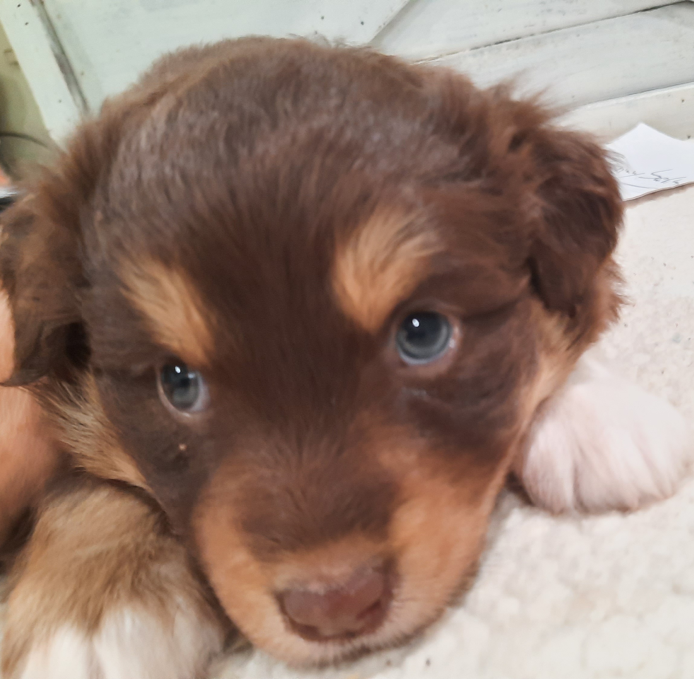 Duncan (Blue eyes) - Australian Shepherd puppy from Miniature Angels Farm