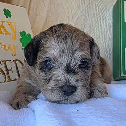 Chandler ( green collar) - Merle male Schnoodle puppy in Novinger, Missouri from Stormi Sky Schnoodles